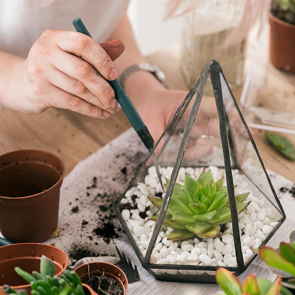 How to make your own terrarium