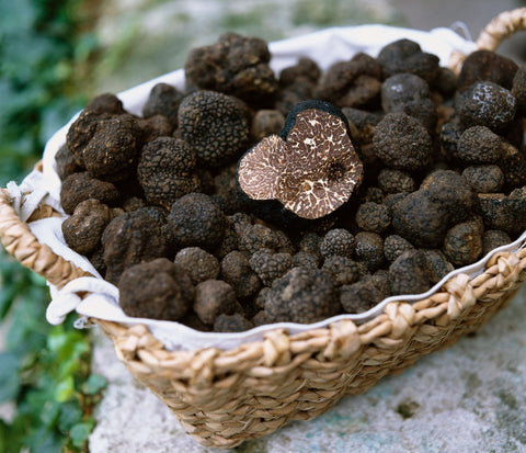 How to Care for Fresh Truffles - The Truffle Company