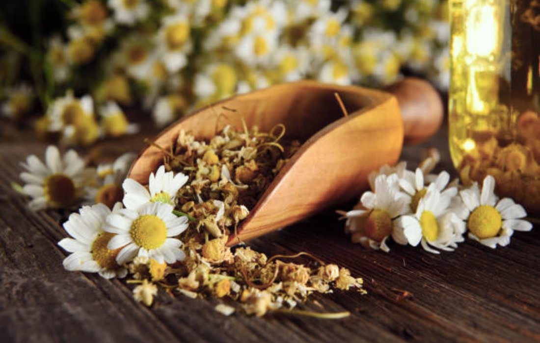 VIDEO Chamomile for Hair Growth Hair Health Benefits Studies  More