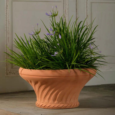 Italian Terracotta Shell Planter — Boxhill & Co., LLC