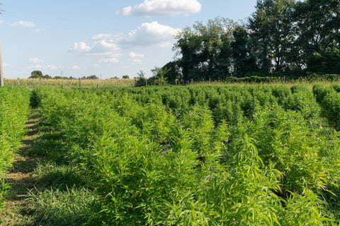 Lush, green hemp plants growing on a farm.