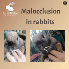 Malocclusion 