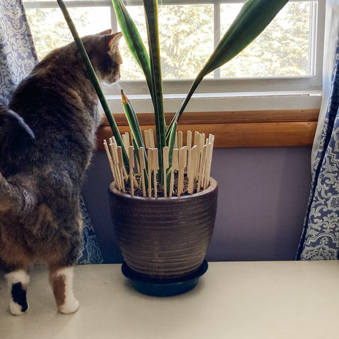 how to protect your house plants from your cats diy