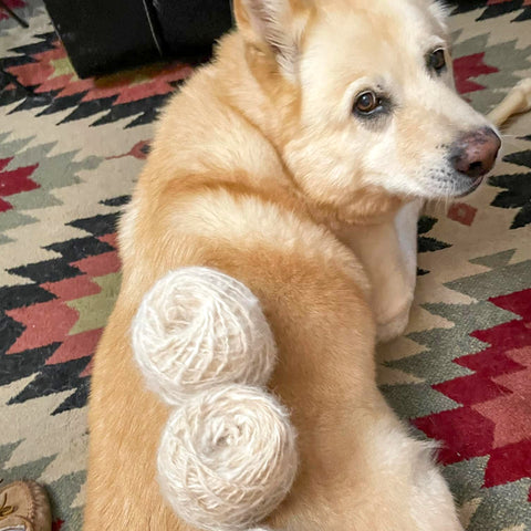 photo of Duke the Golden Wolf and his handspun yarn - Duke is a yellow/white dog laying on a patterned carpet with 2 visible handspun yarn cakes on hi back