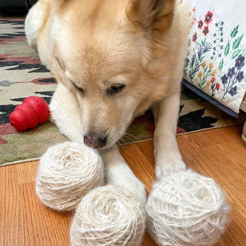 Photo of duke the golden wolf - a white/yellow dog looking down on 3 cakes of his handspun dog fur yarn. A red Kong toy is next to him