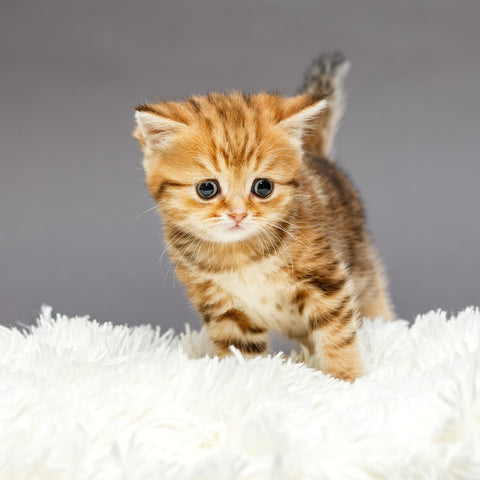 calico tabby kitten standing on a white fluffy blanket with a gray background