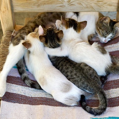 mother cat with 4 nursing kittens