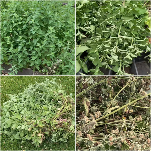 catnip photos in a collage in various stages of growth through drying out