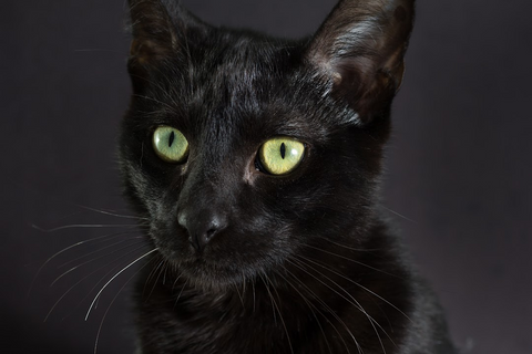 black cat with yellow green eyes