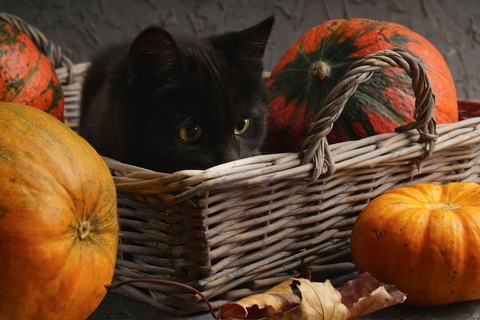 black cat snuggled in a basket surroundex by orange pumpkins