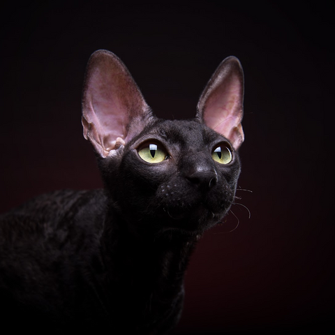 black sphynx cat with larg pink ears and yellow green eyes
