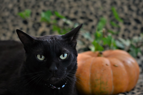 black cat sitting next to a small pumpkin