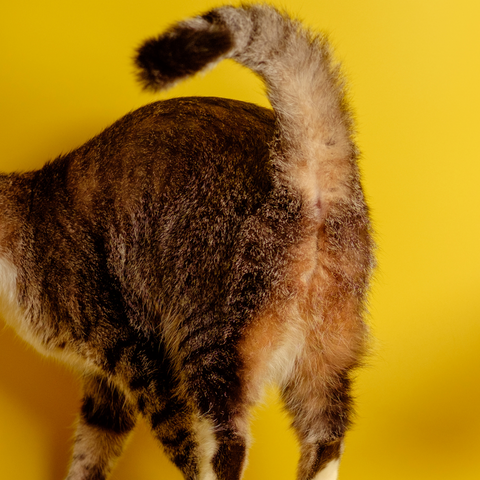 phot of a tabby cat butt on a yellow background