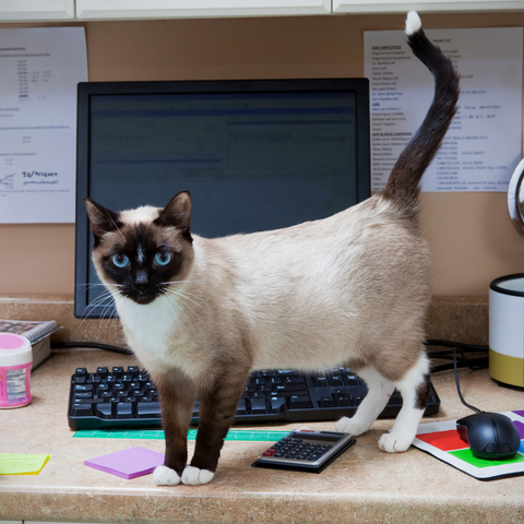photo of a siamese cat standing with its tail straight up on a desk in front of a compyter