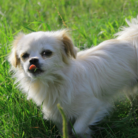 small white dog in the grass with their tongue out mid lick.