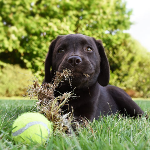 black puppie laying in the grass behind a tennis ball with a mouthful of grass