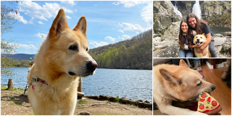 photo collage of duke the golden wolf