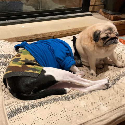 photo of a black and white dog wearing camo and a blue shirt laying down with his head almost under a pug's butt