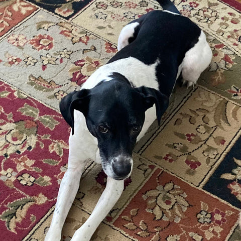 photo of a black and white hound mix dog laying on a colorful rug.