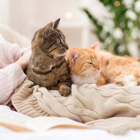 gray tabby and orange tabby cats snuggle up together on a white blanket looking off to the right