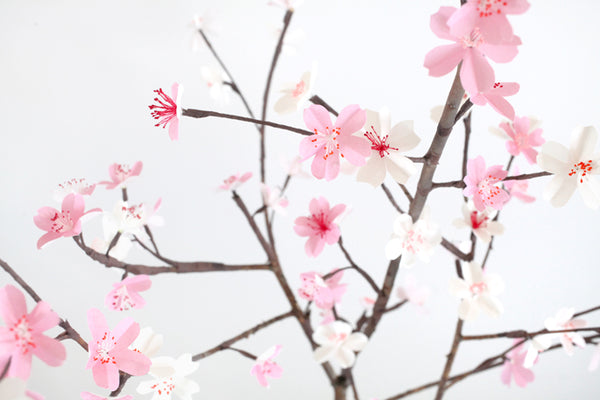Hanami: Sakura flower season