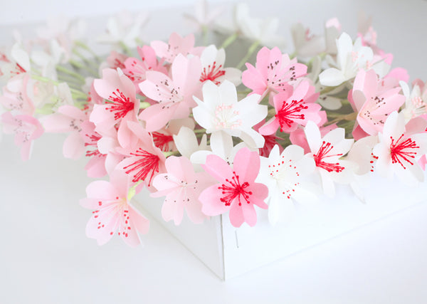 Hanami: Sakura flower season