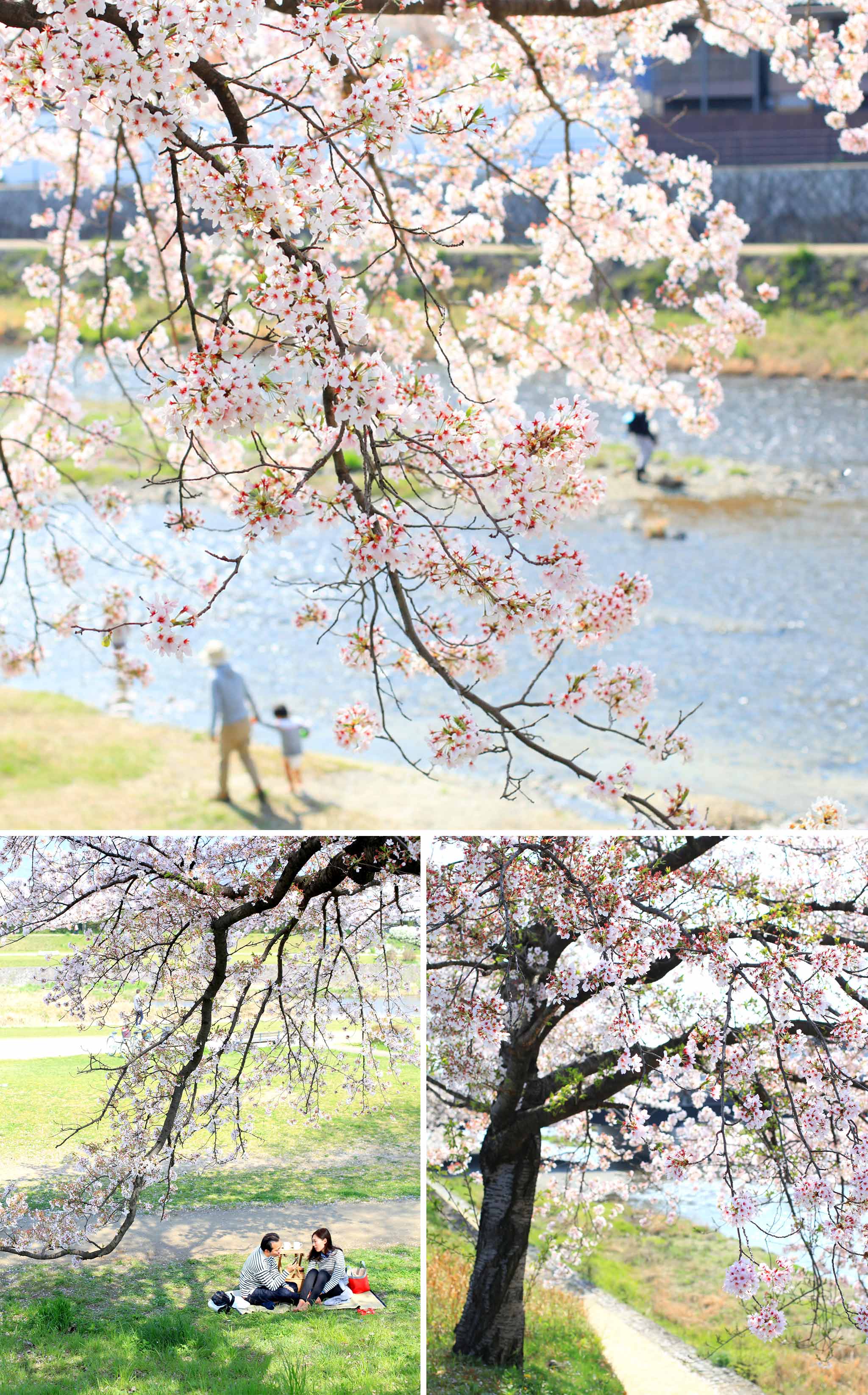 article-blog-voyage-japon-hanami-cerisiers-fleur-ambiance-1