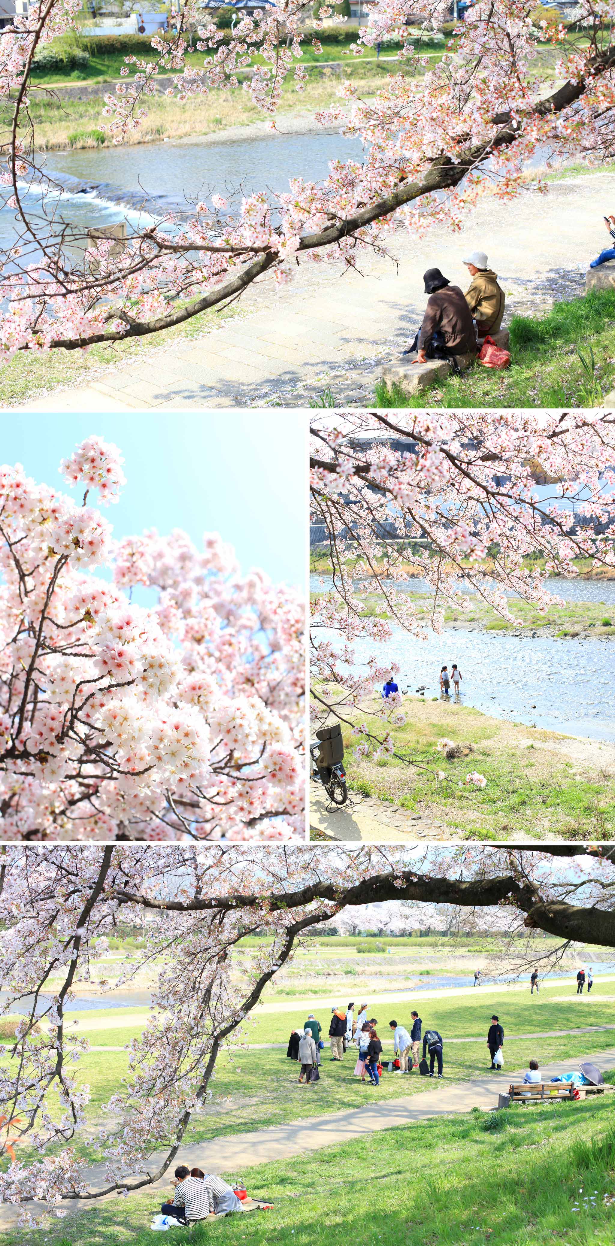 article-blog-travel-japan-hanami-cherry-blossom-ambience-2