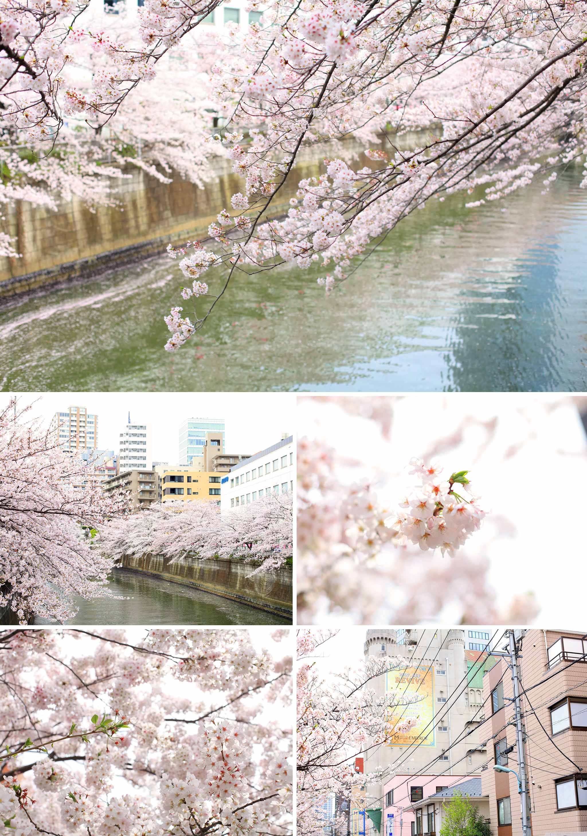 article-blog-travel-japan-hanami-cherry-blossom-ambience-3