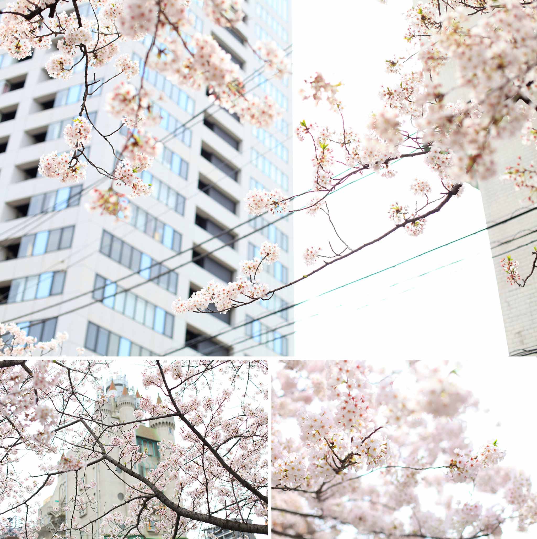 article-blog-travel-japan-hanami-cherry-blossom-ambience-4