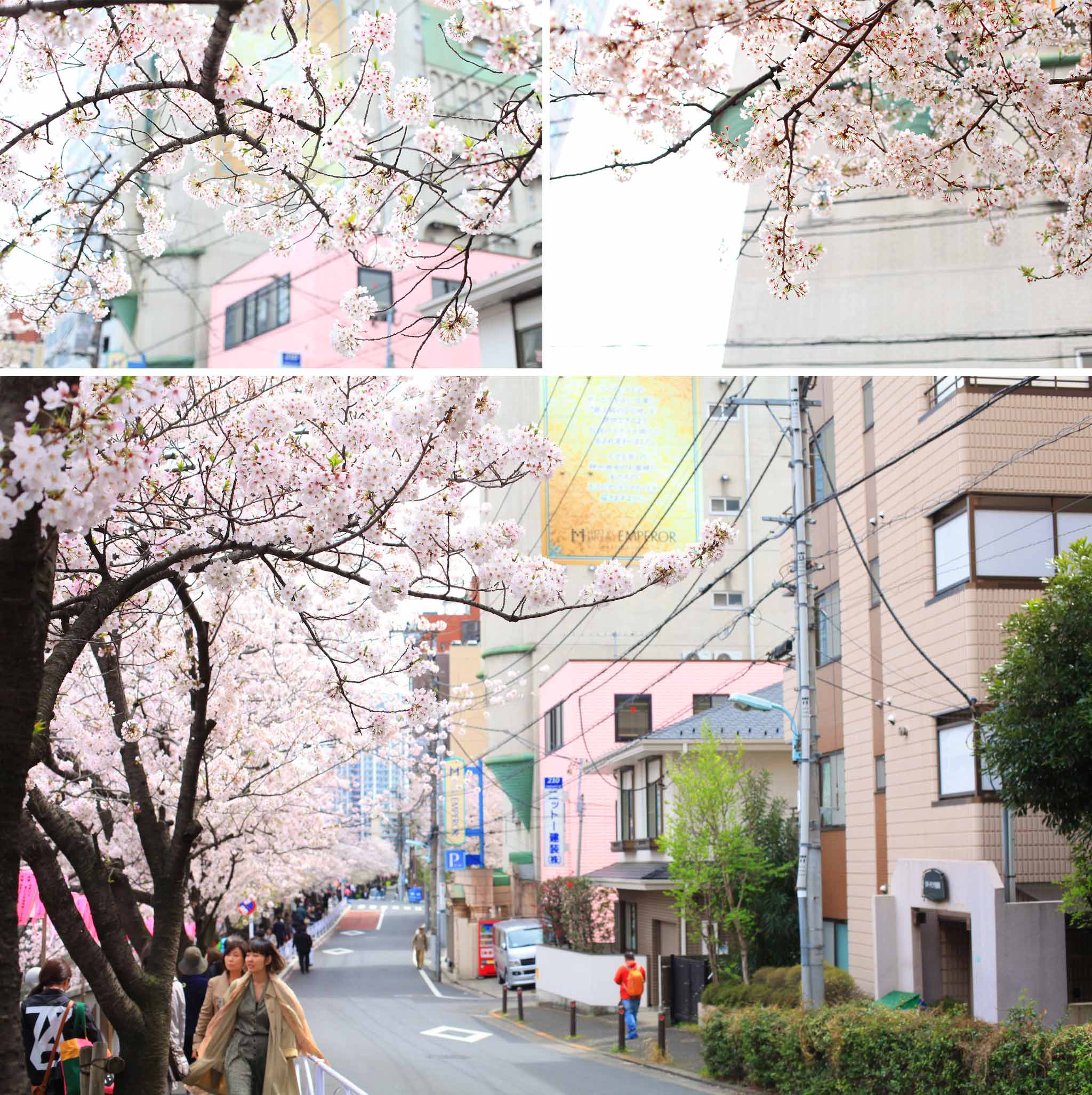 article-blog-travel-japan-hanami-cherry-blossom-ambience-4