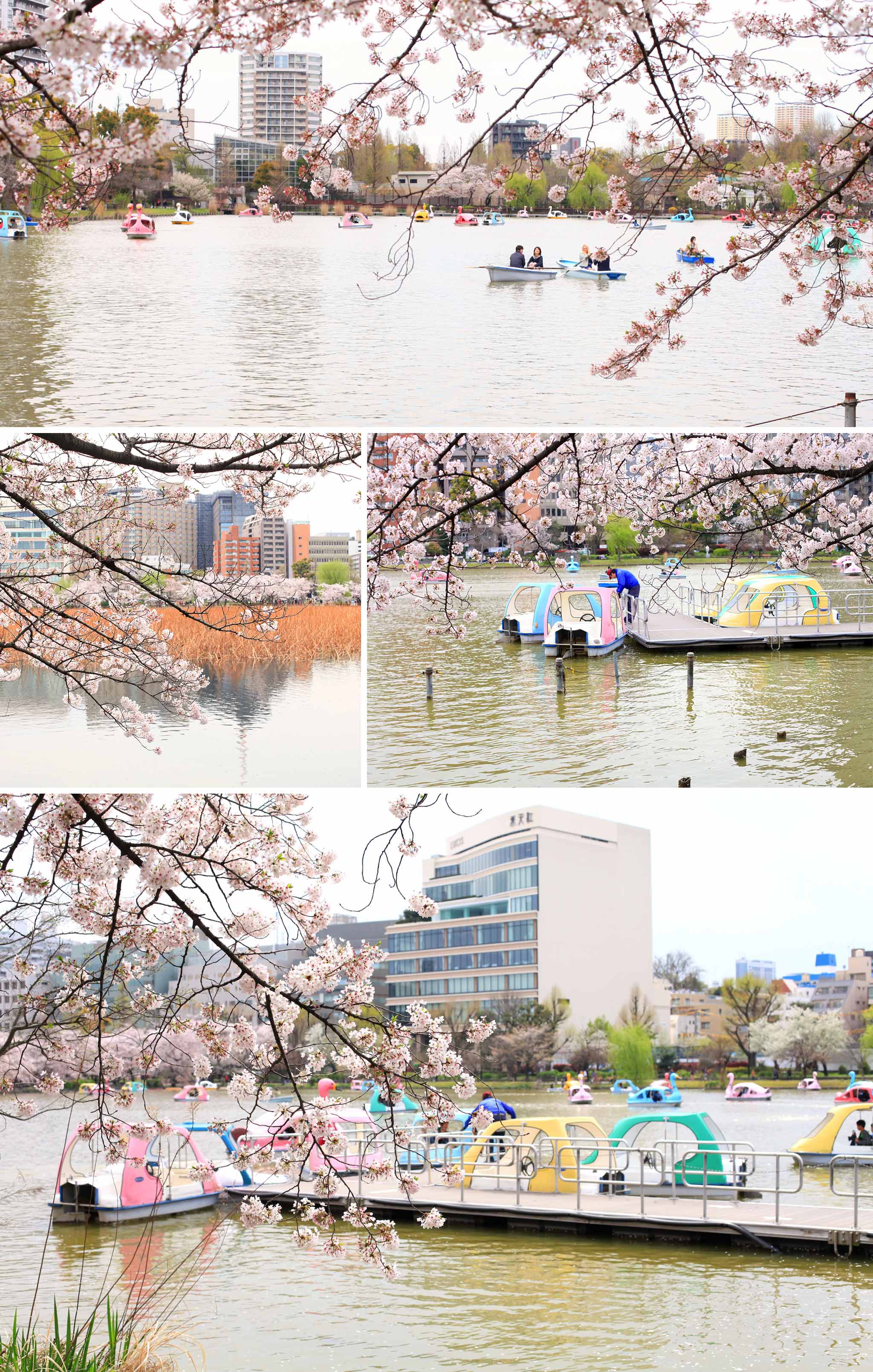 article-blog-travel-japan-hanami-cherry-blossom-ambience-6