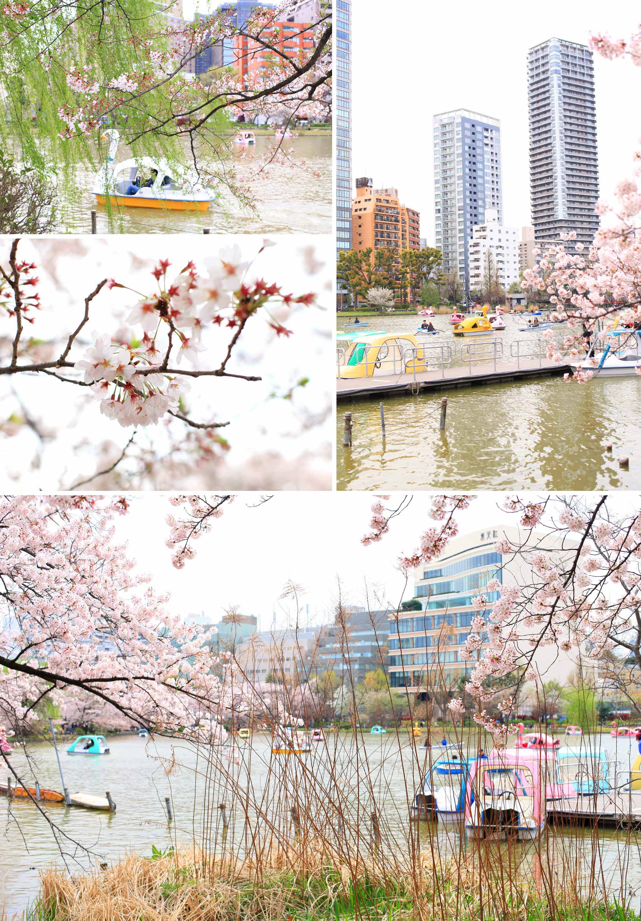 article-blog-travel-japan-hanami-cherry-blossom-ambience-7