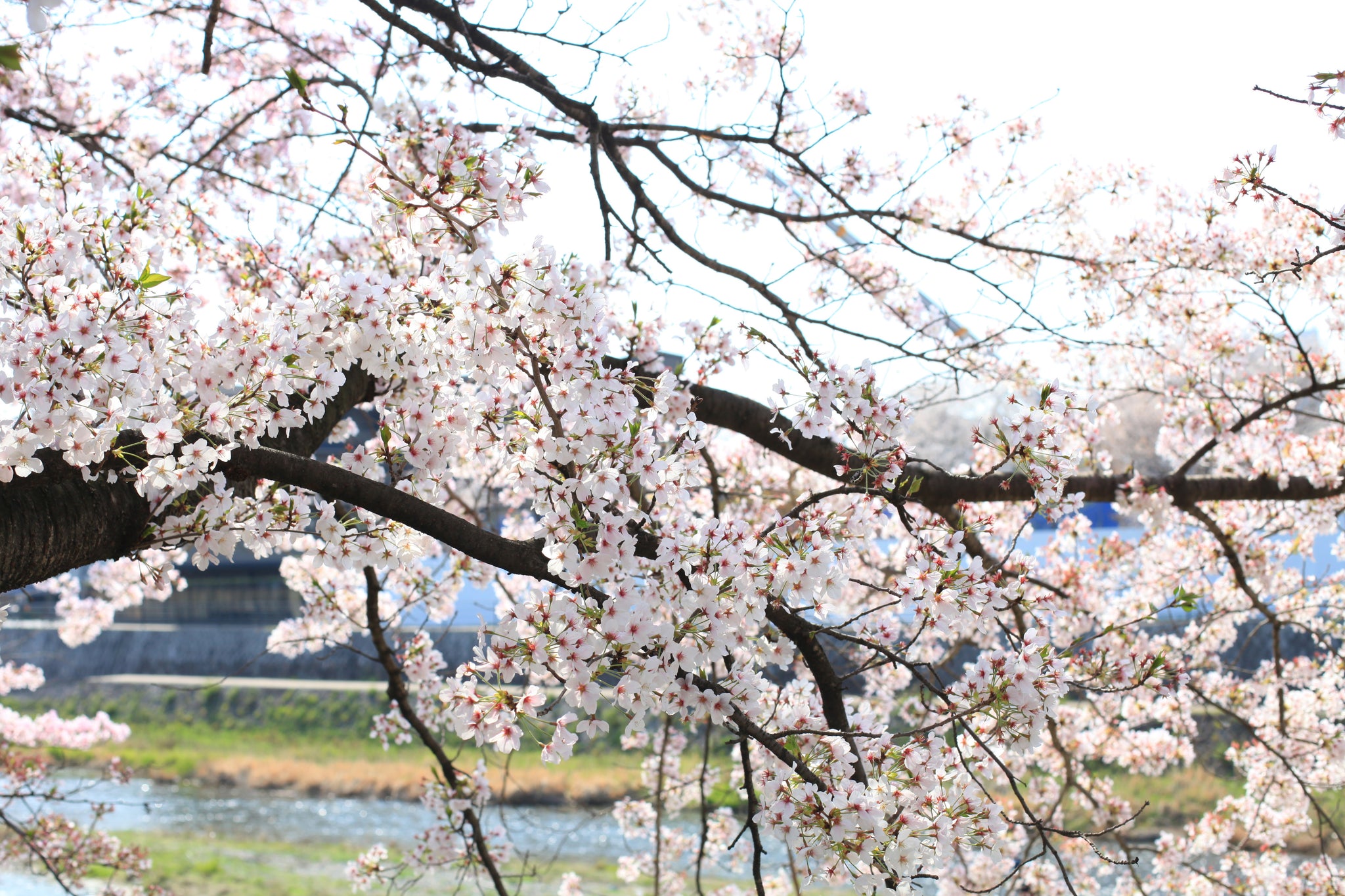 Stickers Fleurs Sakura - Fleurs de Cerisier - Décoration japonaise