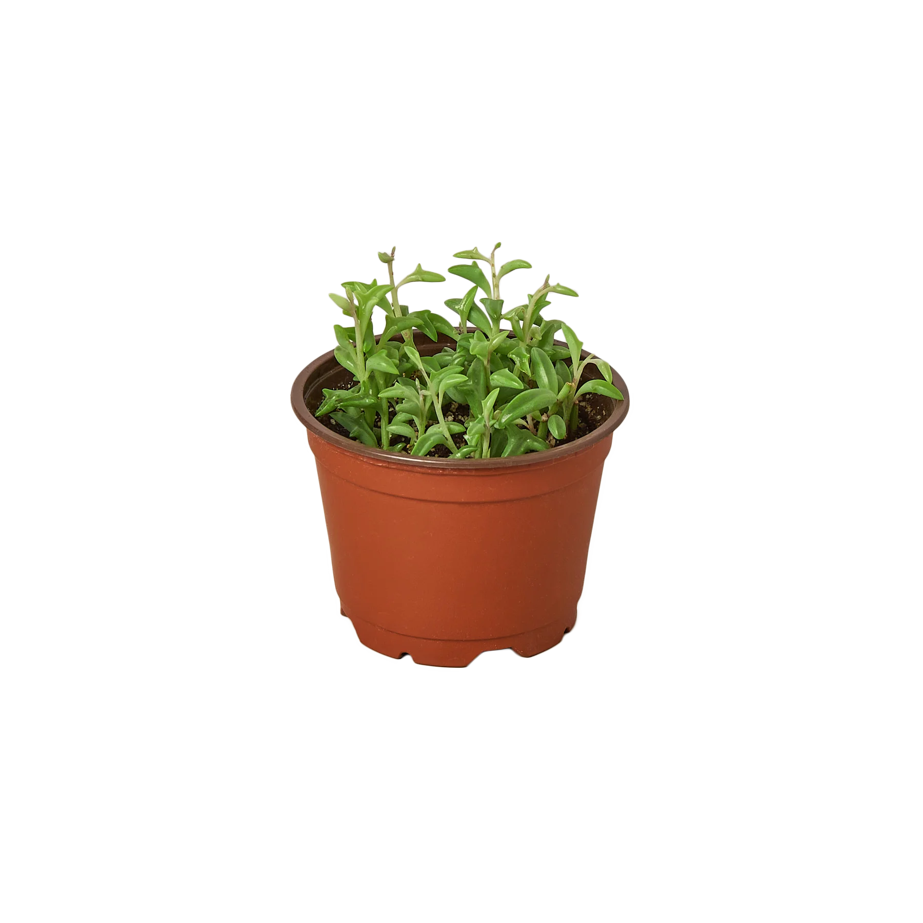 Senecio 'String of Dolphins'