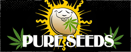 banner-pure-marijuana-seeds.gif?34776