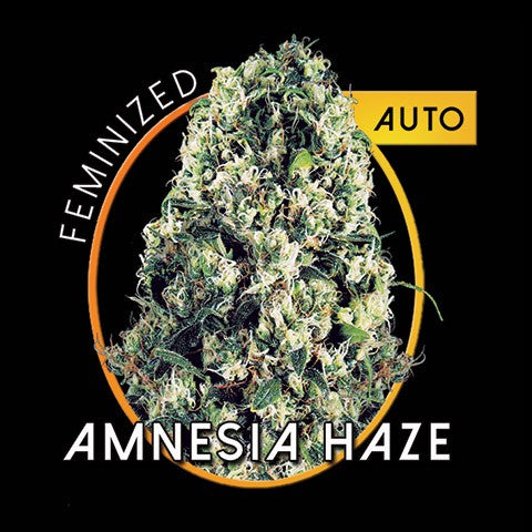 amnesia haze autoflower