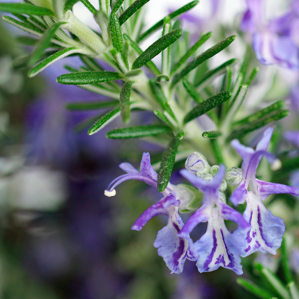 Rosemary verbenone Essential Oil Profile | Native Essentials Skin Care