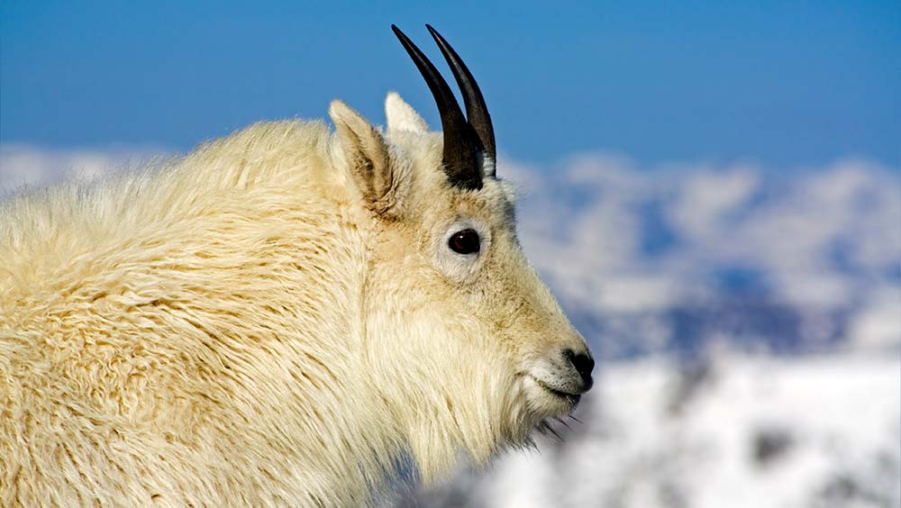 Cashmere Goat