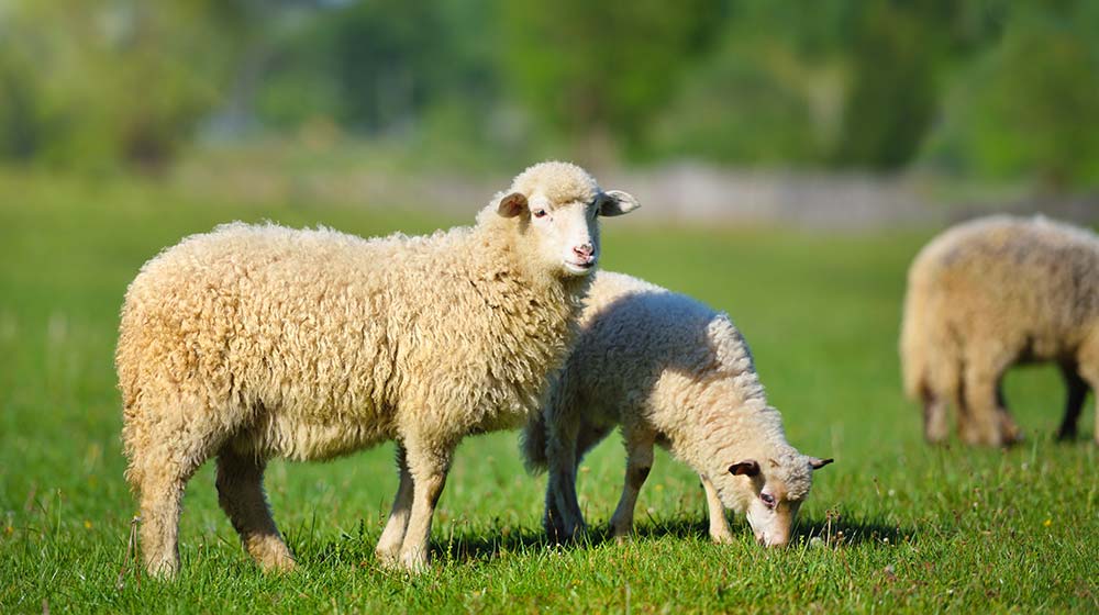 Merino Sheep