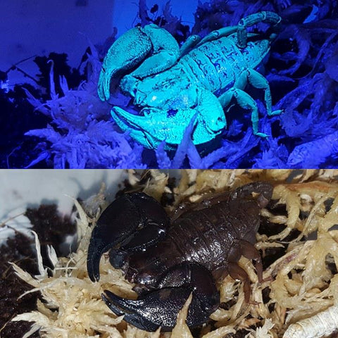 black light scorpions