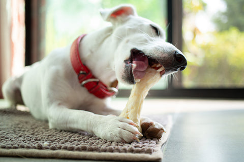 dog chewing on bone