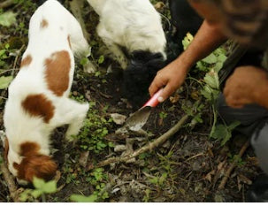 dog hunting for truffles