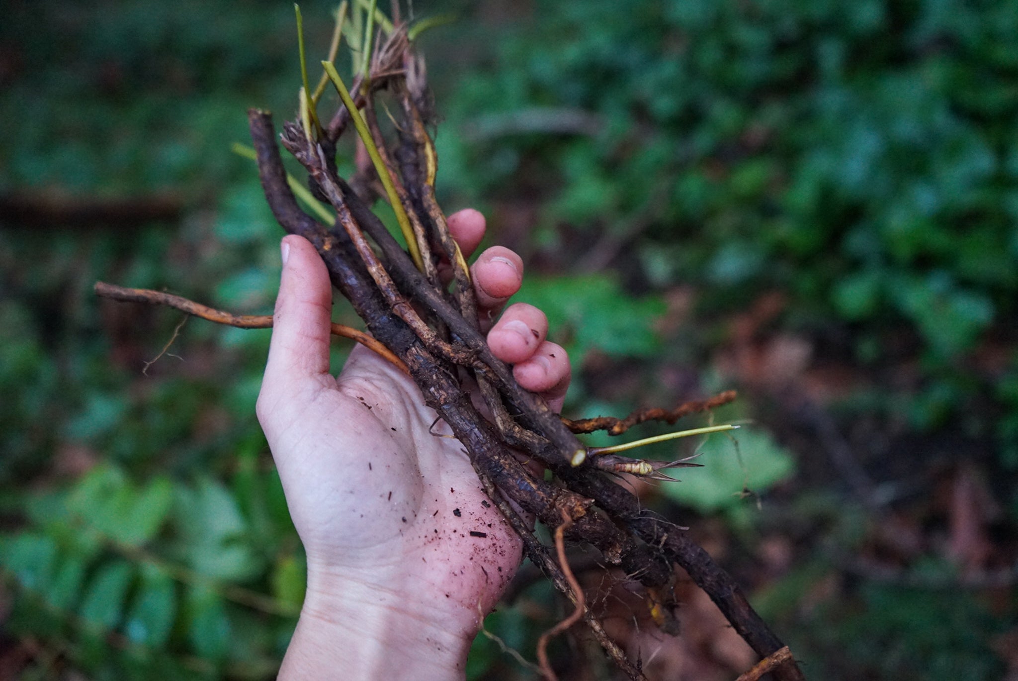 rootharvest