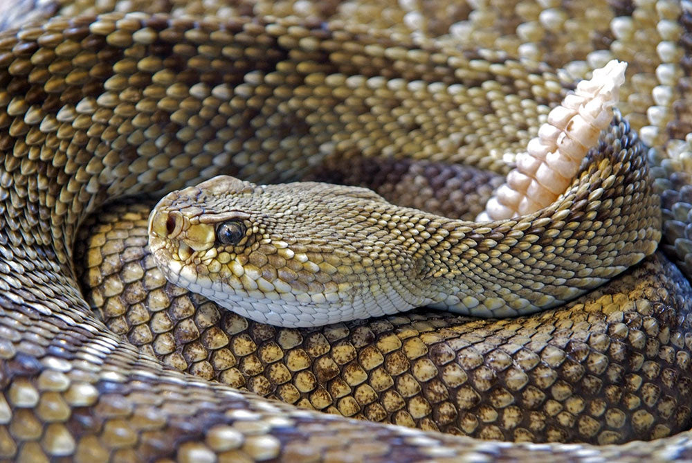 serpiente de cascabel de espalda de diamante