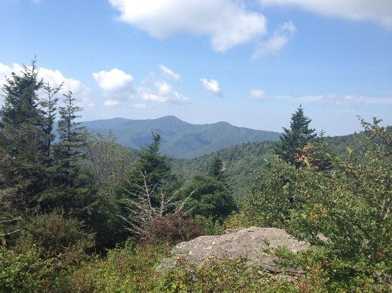 Mt Mitchell Trail View