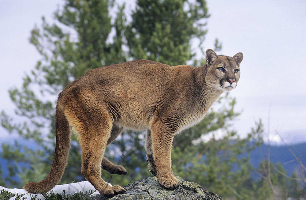 mountain lion laying down