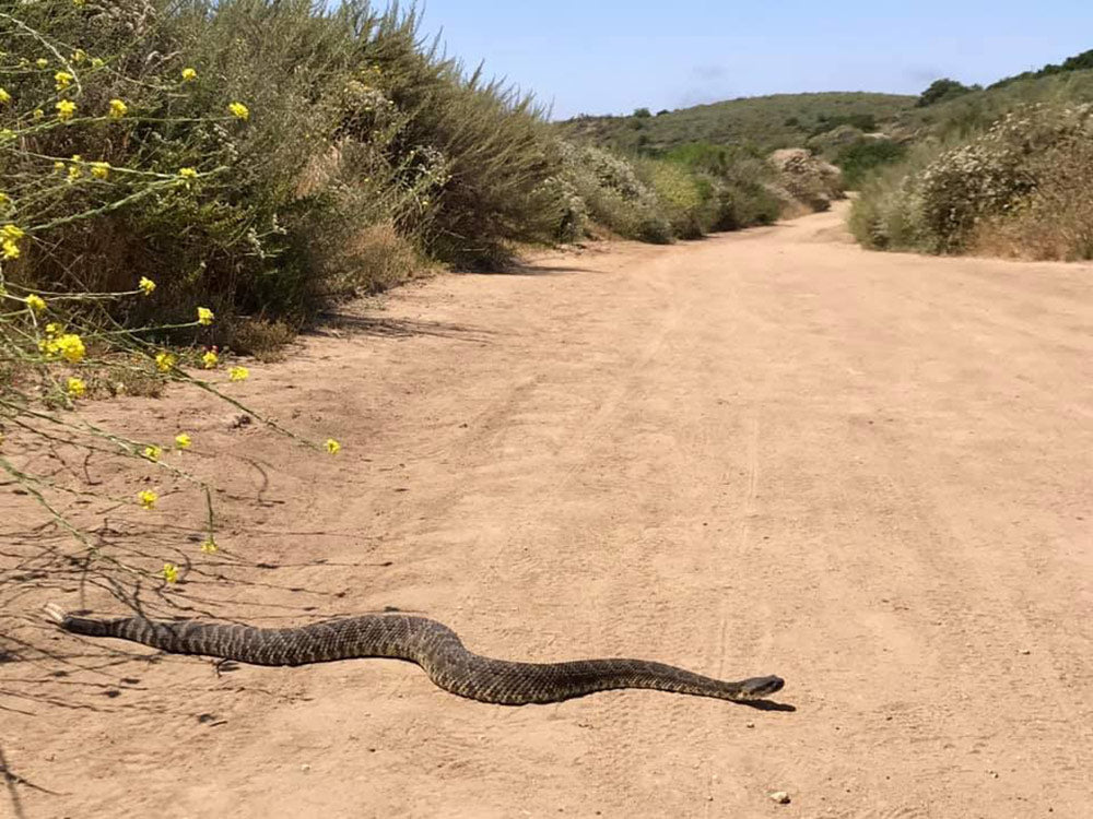 serpiente de cascabel en el camino