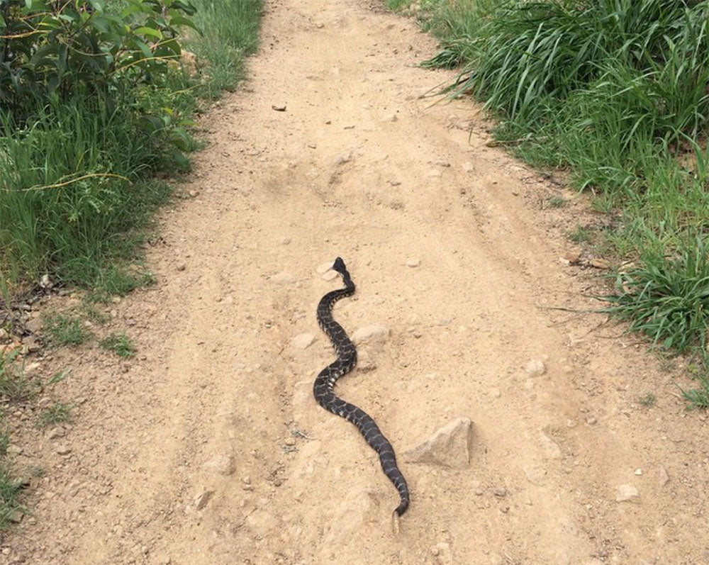 big rattlesnake on a trail