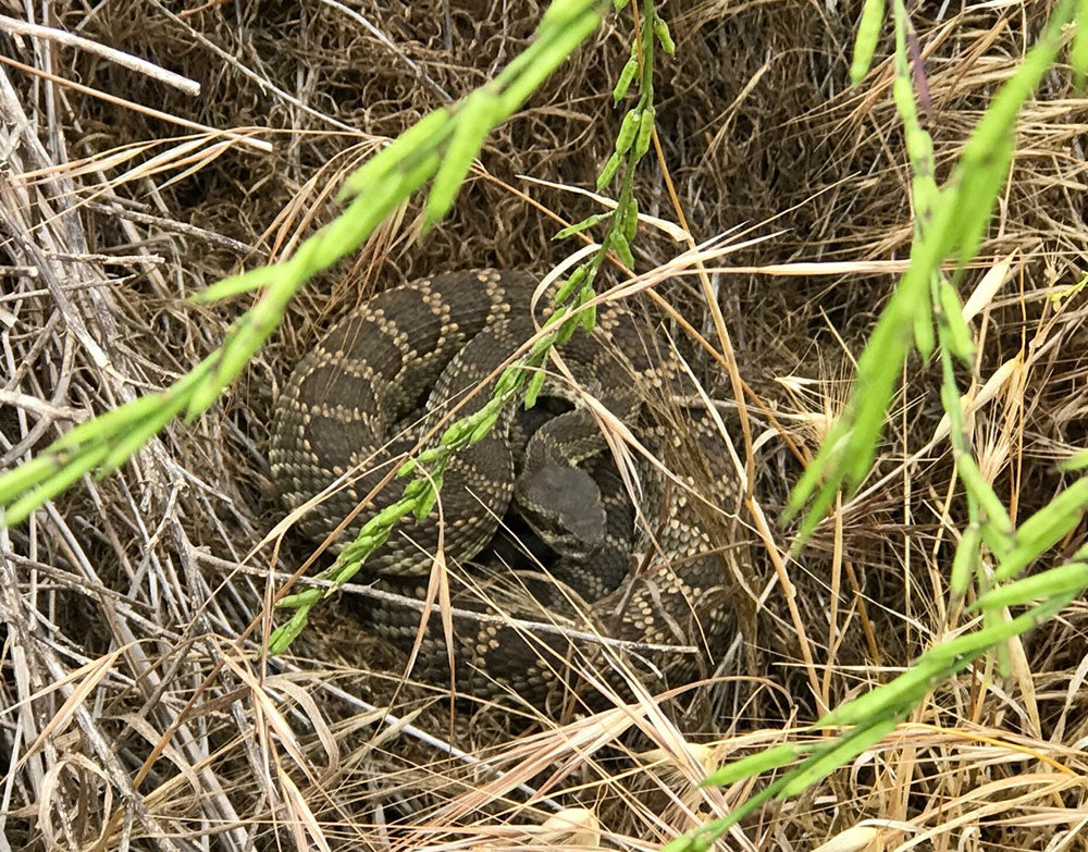 rattle snake on side of trail